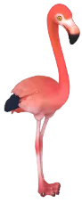 American Flamingo