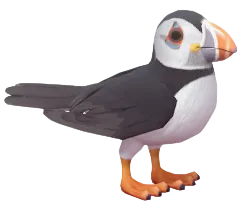Atlantic Puffin