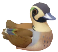 Baikal Teal
