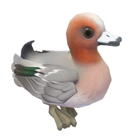 Eurasian Wigeon