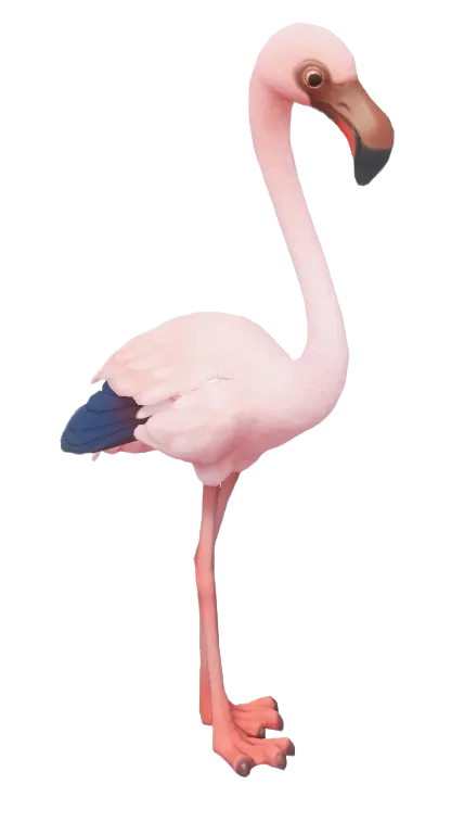Lesser Flamingo