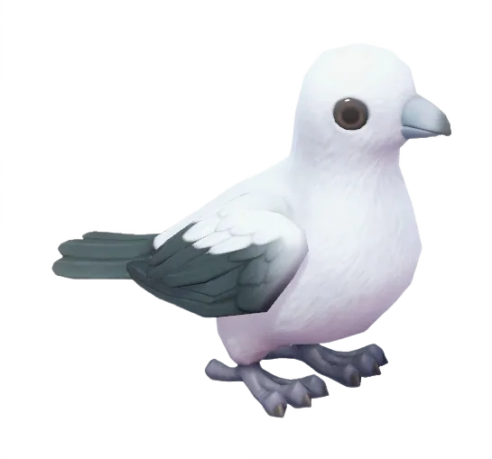 Pied Imperial Pigeon