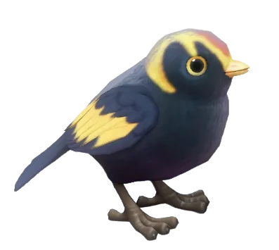 Regent Bowerbird
