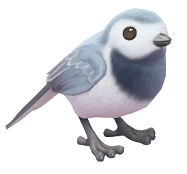White Wagtail
