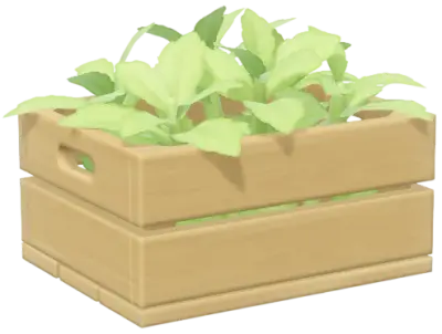 Lemon Verbena