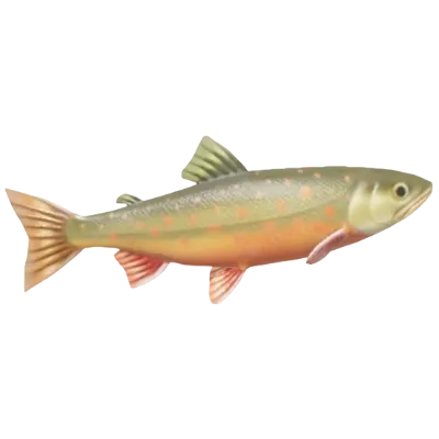 Arctic Char