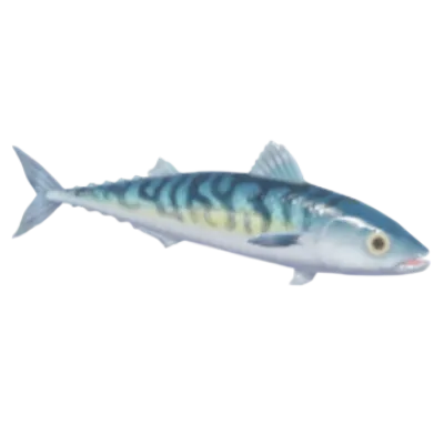 Atlantic Mackerel