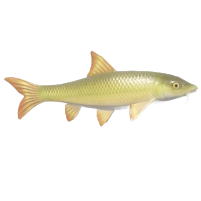 Barbel