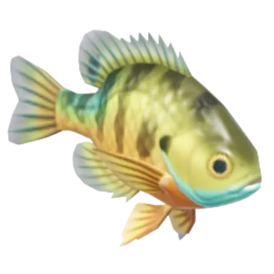 Bluegill