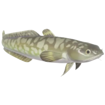 Burbot