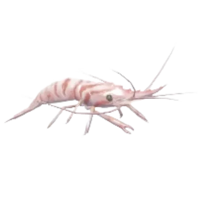Common Prawn
