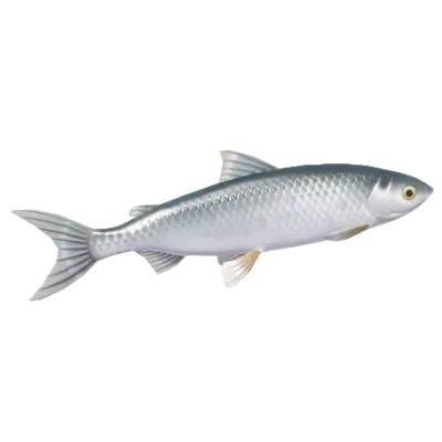Common Whitefish