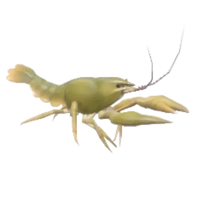 European Crayfish