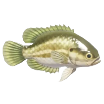Mud Sunfish