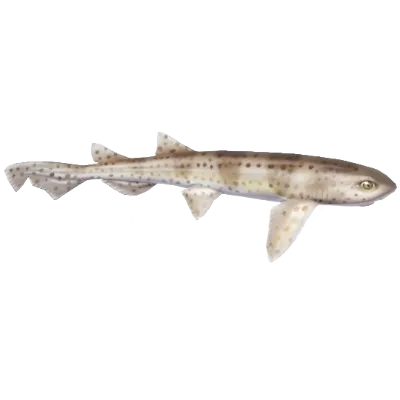 Nursehound