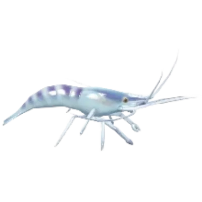 Oriental Shrimp