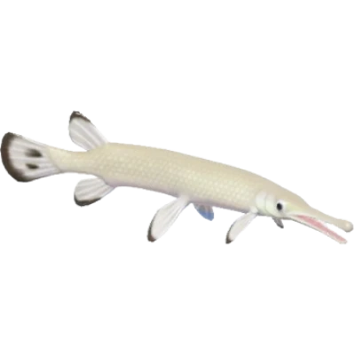 Pale Gold Garfish