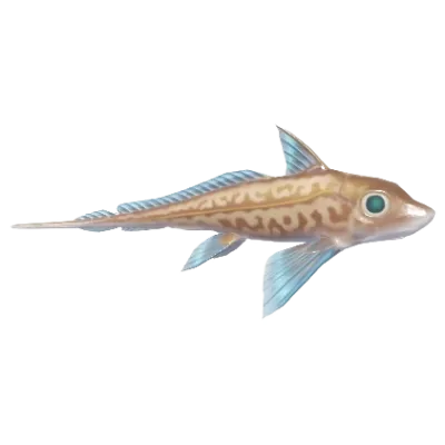 Rabbit Fish
