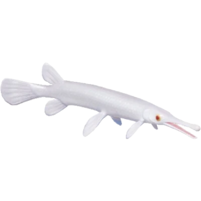 Silver Garfish