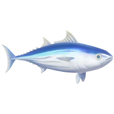 Skipjack Tuna
