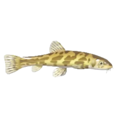Stone Loach