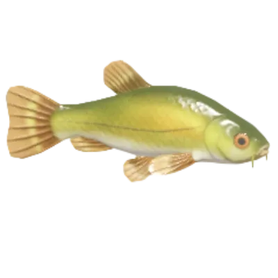 Tench