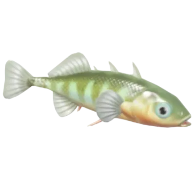 Three-spined Stickleback