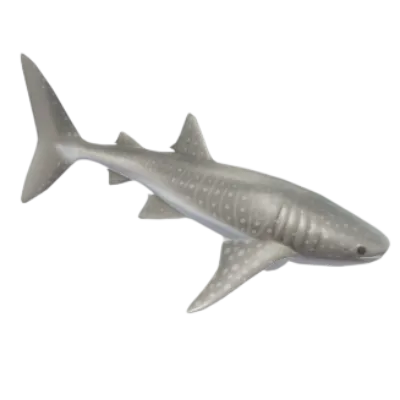 Whale Shark