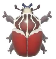 Goliath Beetle