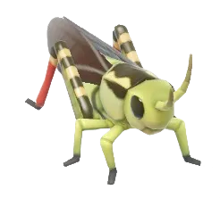 Large Banded Grasshopper