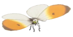 Orange-tip