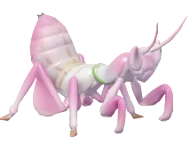 Orchid Mantis