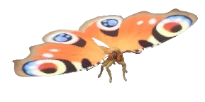 Peacock Butterfly