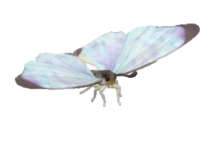 Sulkowsky's Morpho