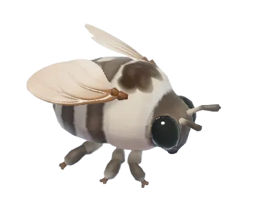Waroona Cuckoo Bee