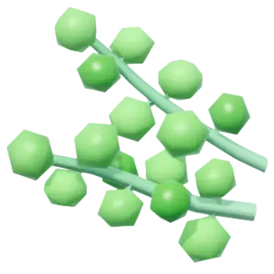 Sea Grape