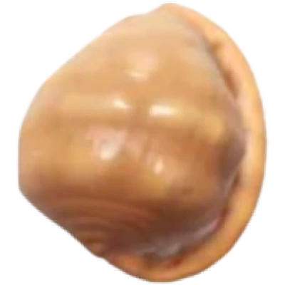 Bullmouth Shell