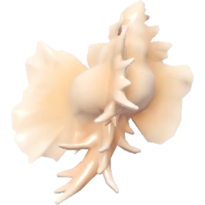Orchid Murex