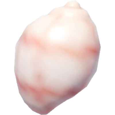 Red-lined Bubble Snail